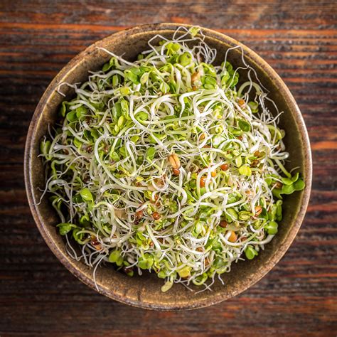 alfalfa sprouts recipe ideas